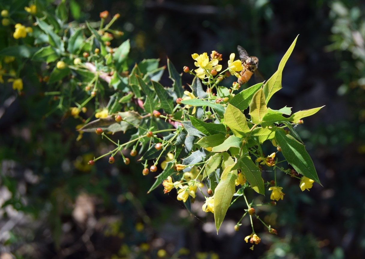 berberis-nevinii-16mar2016-16