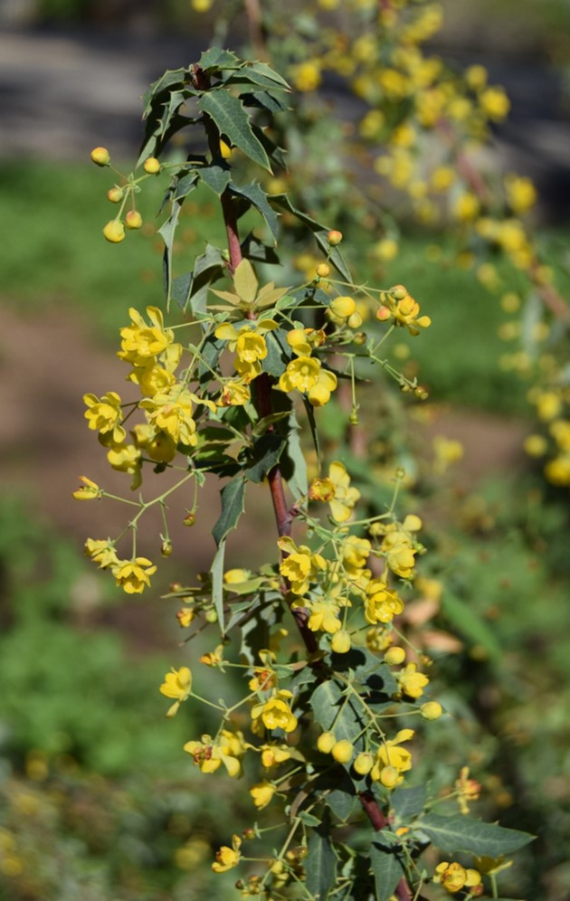 berberis-nevinii-16mar2016-35