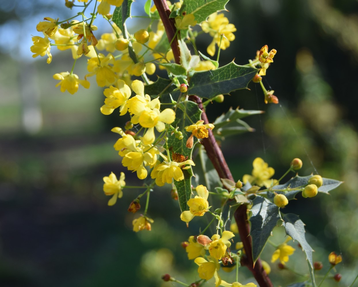 berberis-nevinii-16mar2016-4