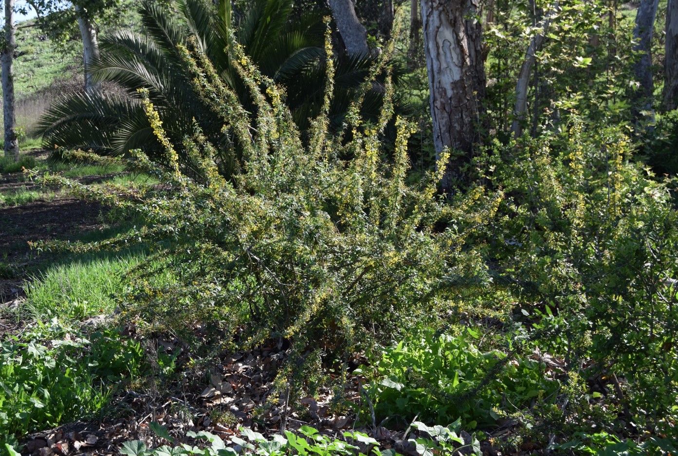 berberis-nevinii-16mar2016-40