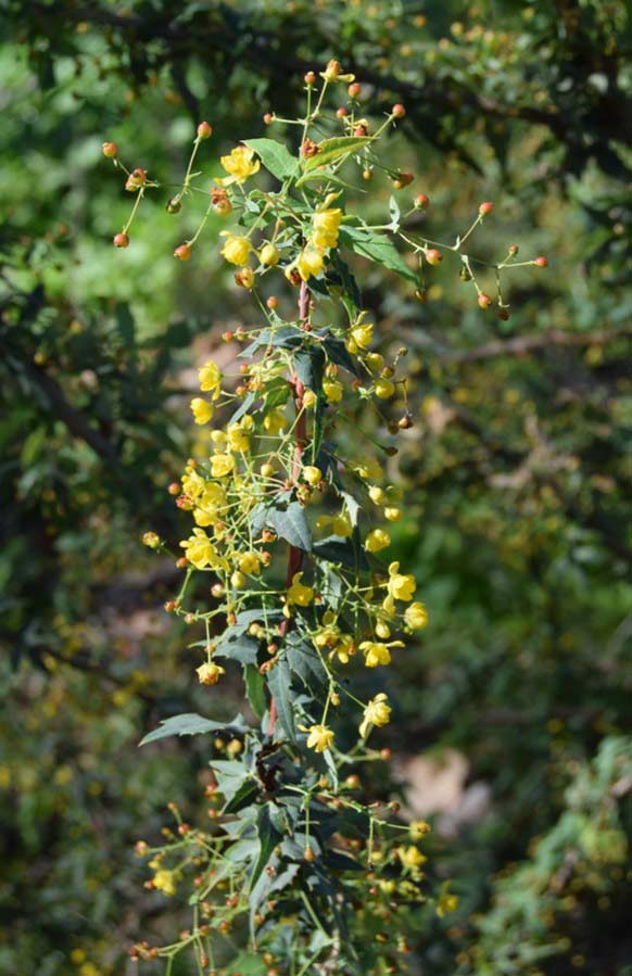 berberis-nevinii-16mar2016-9