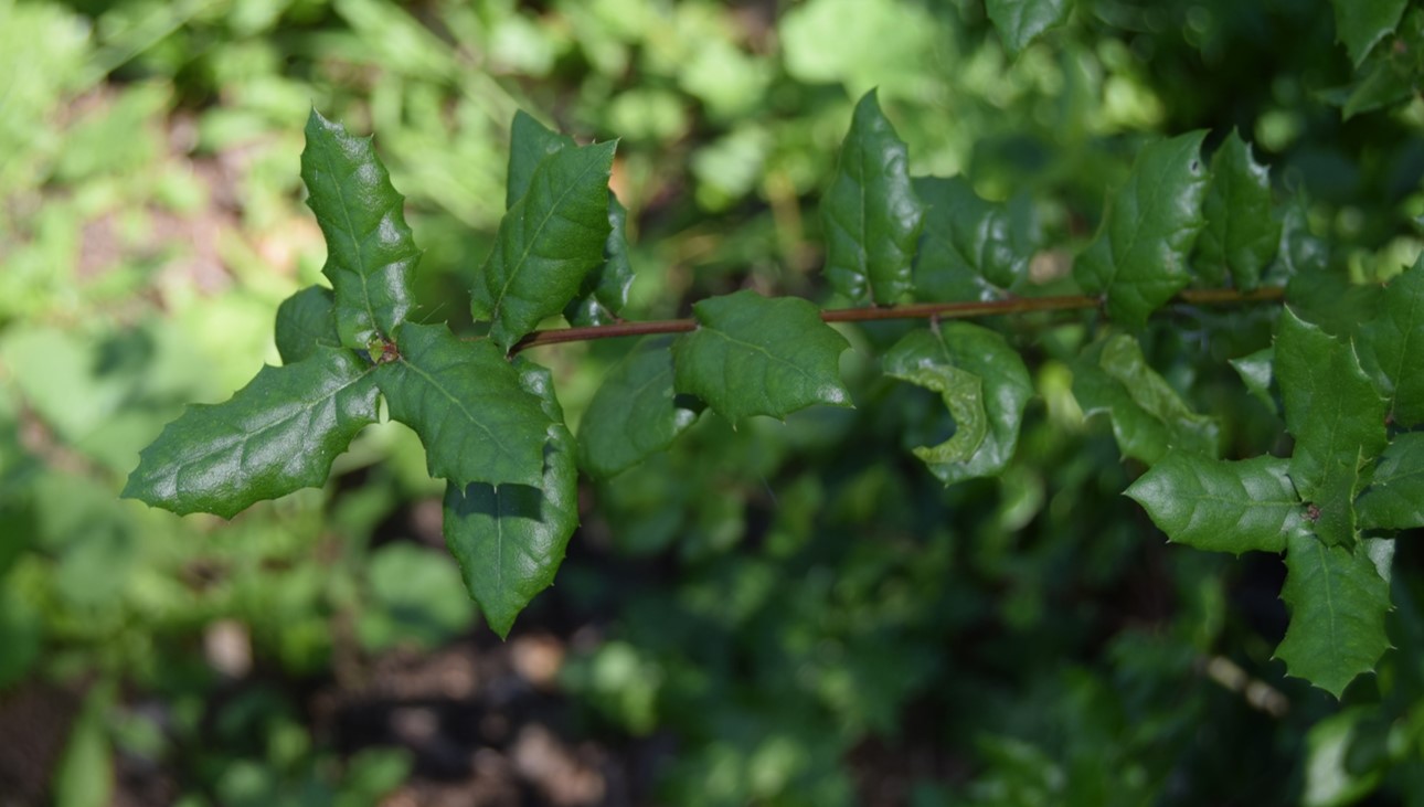 berberis-nevinii-24mar2016-2
