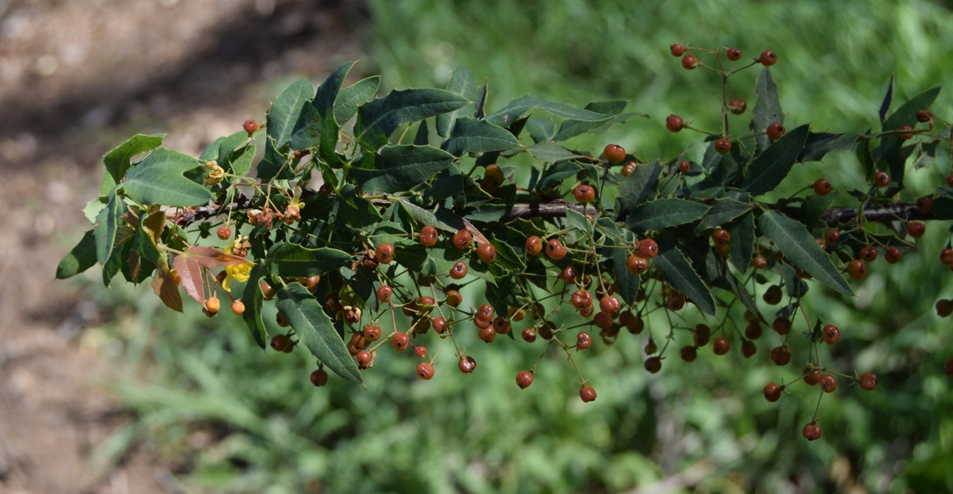 berberis-nevinii-24mar2016-7