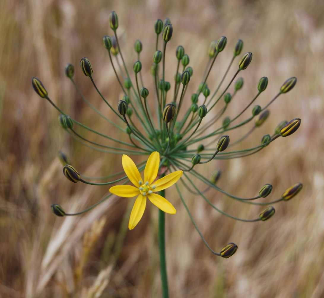bloomeria-crocea-15apr2013-14