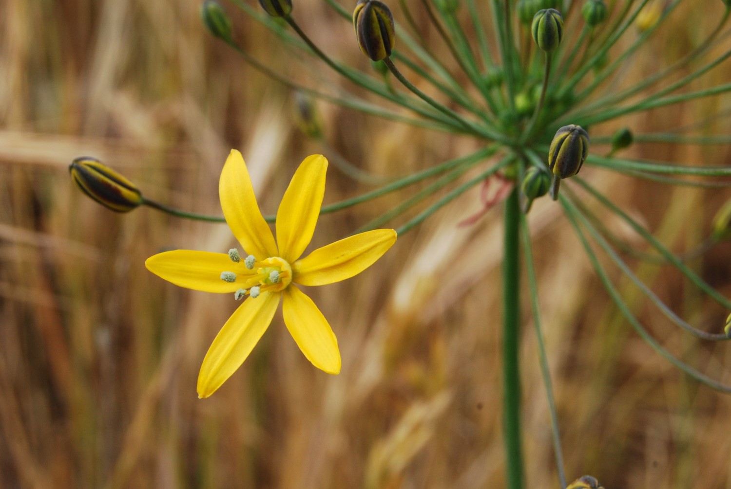 bloomeria-crocea-15apr2013-22
