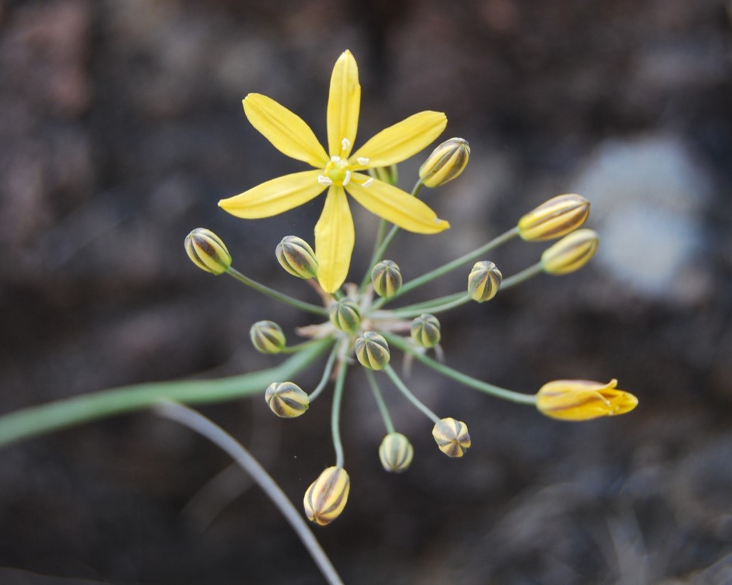 bloomeria-crocea-22apr2013-4