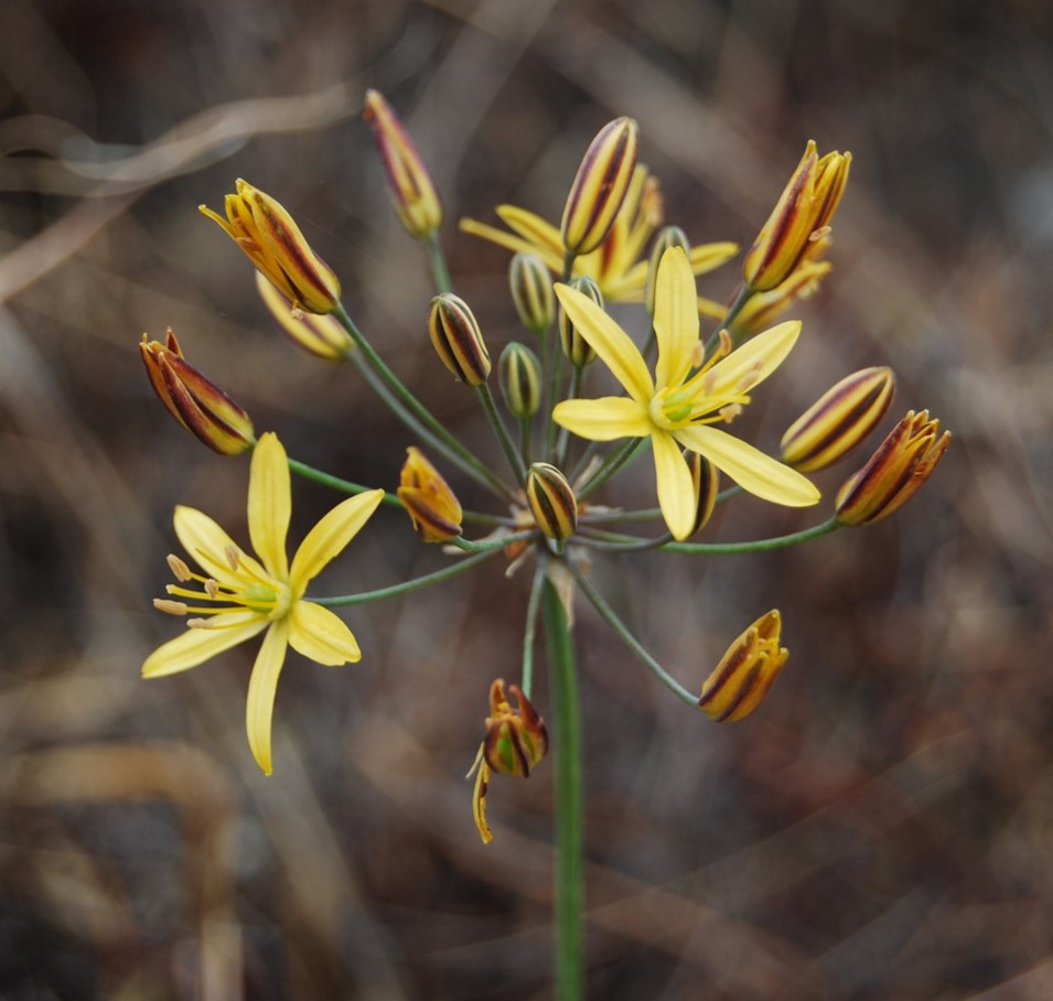 bloomeria-crocea-24apr2013-3