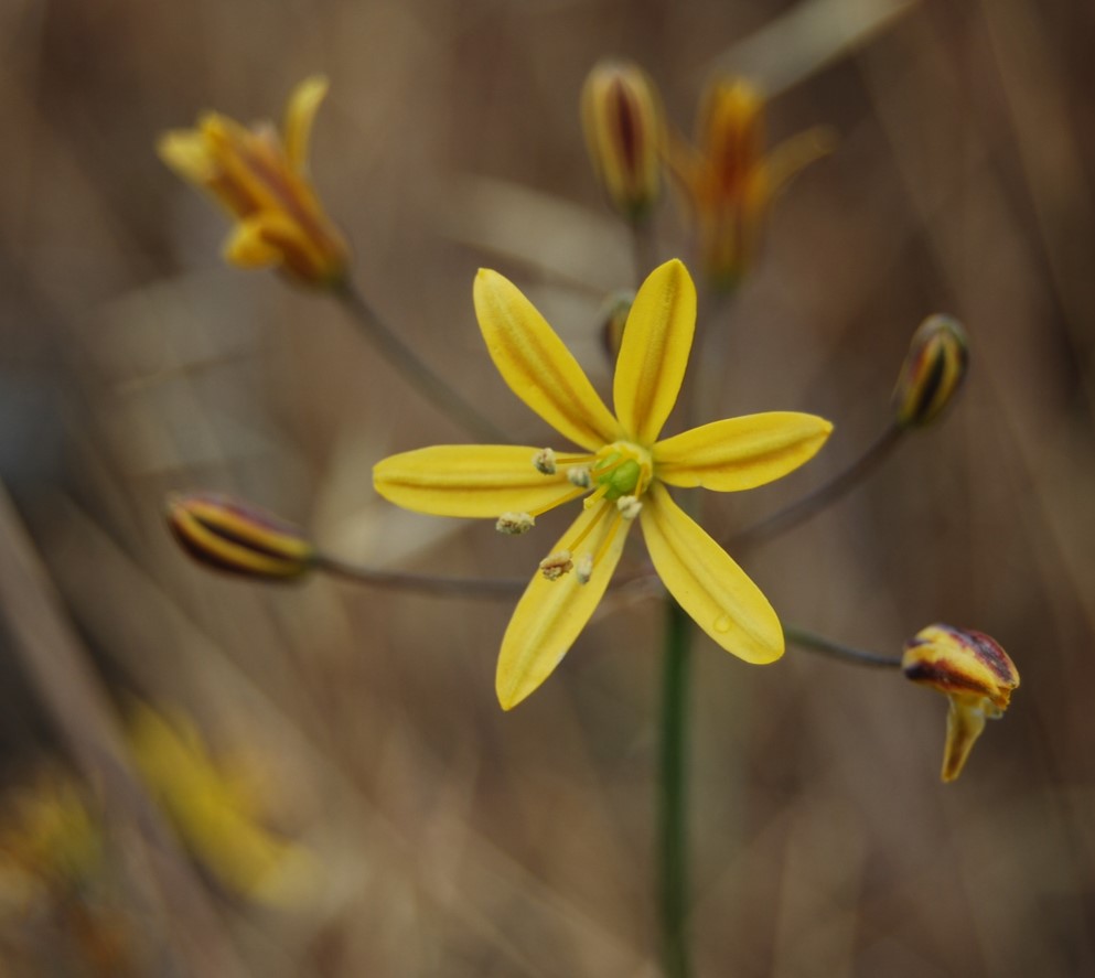 bloomeria-crocea-24apr2013-6