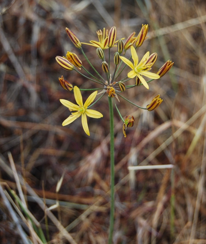 bloomeria-crocea-24apr2013-8