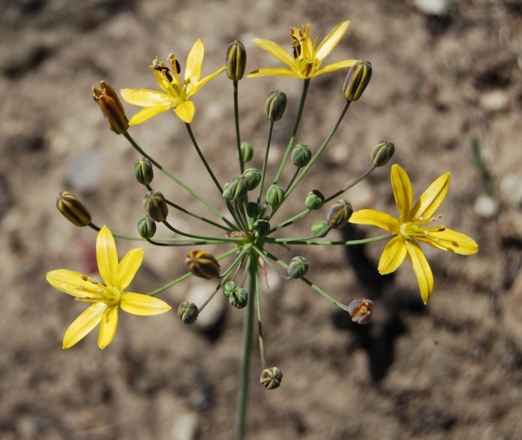 bloomeria-crocea-26apr2014-6