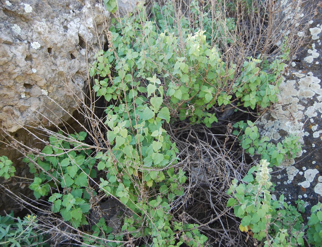 brickellia-californica-10apr2013-1
