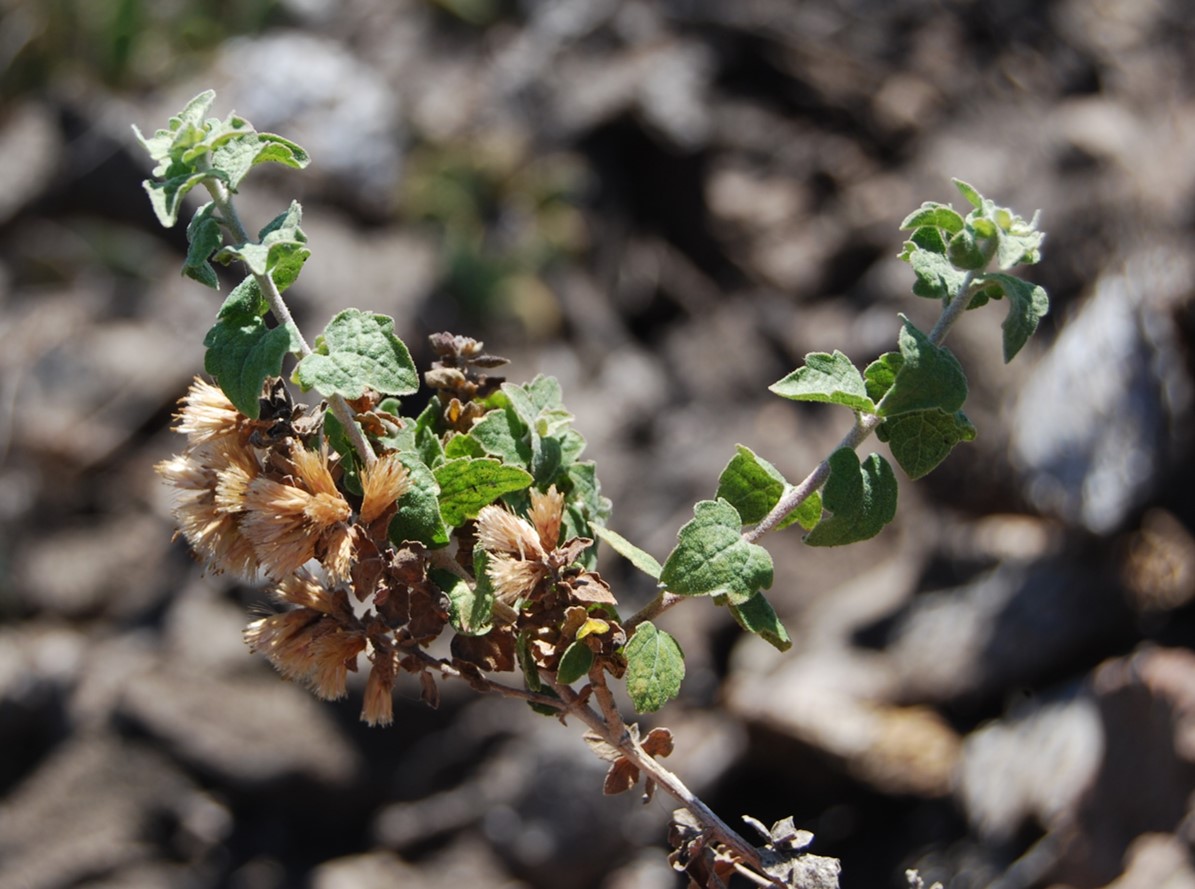 brickellia-californica-20may2014-2
