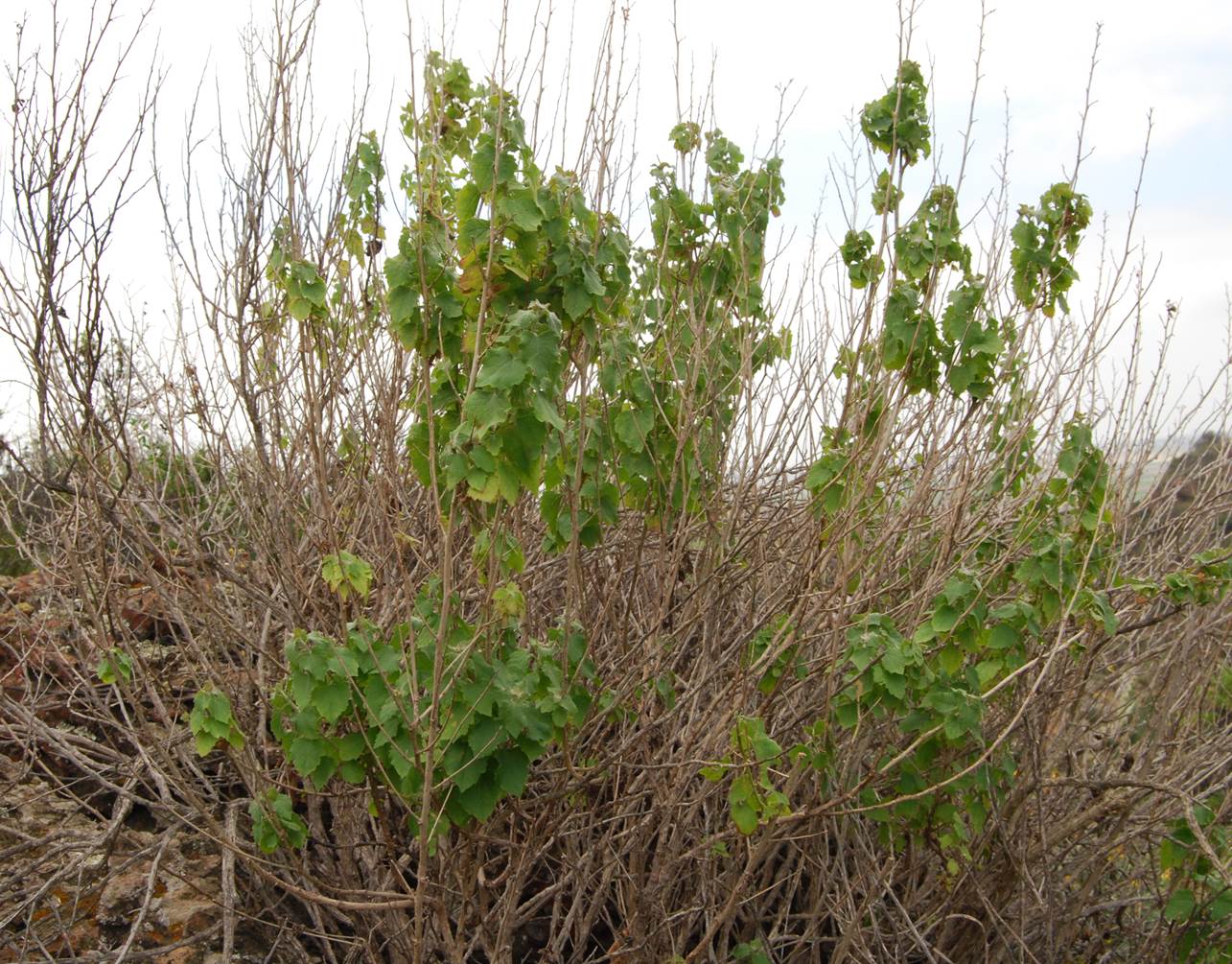 brickellia-californica-5mar2013-5