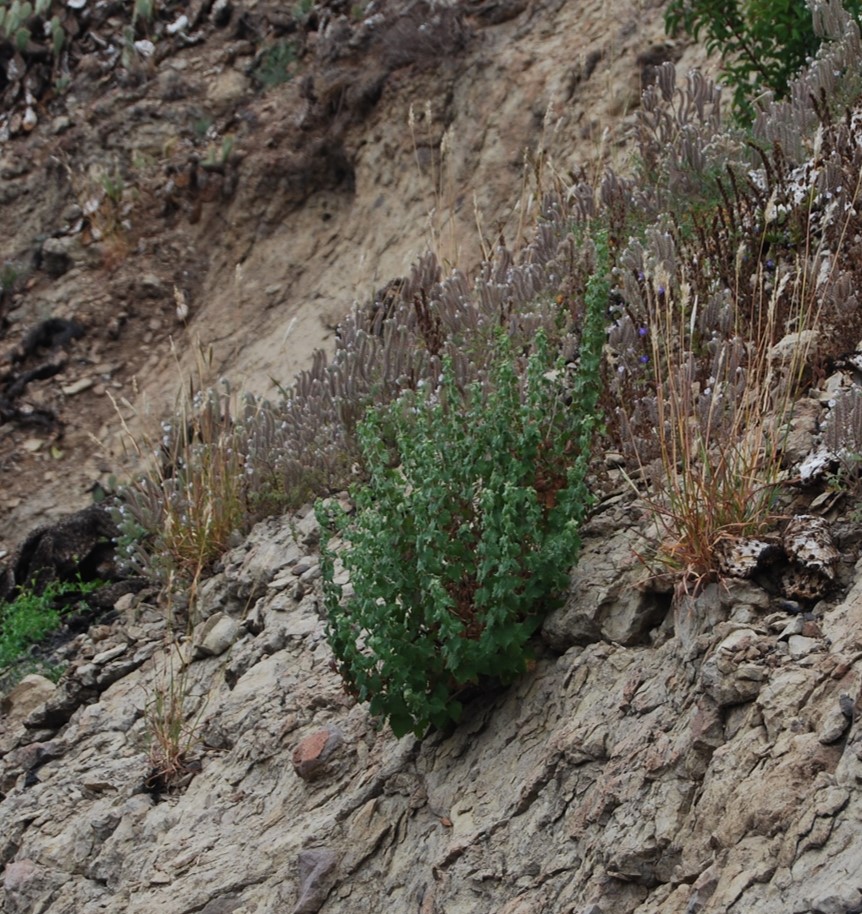 brickellia-californica-9june2014-1