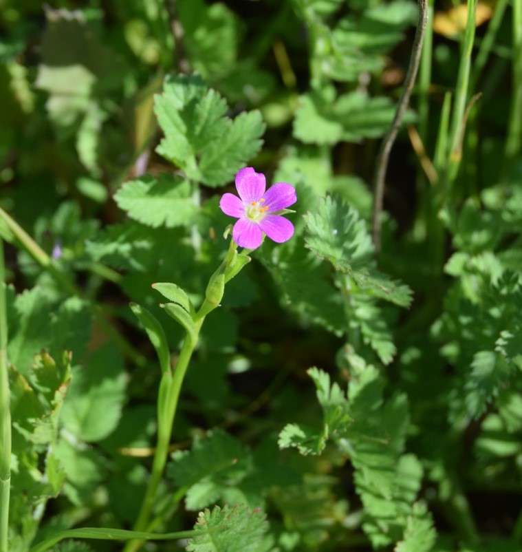 /calandrinia-10mar2016-1