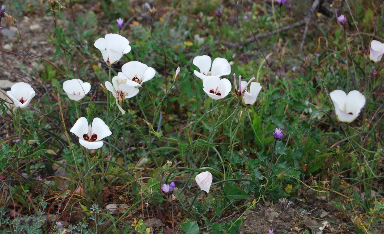 calochortus-catalina-27feb2015-1