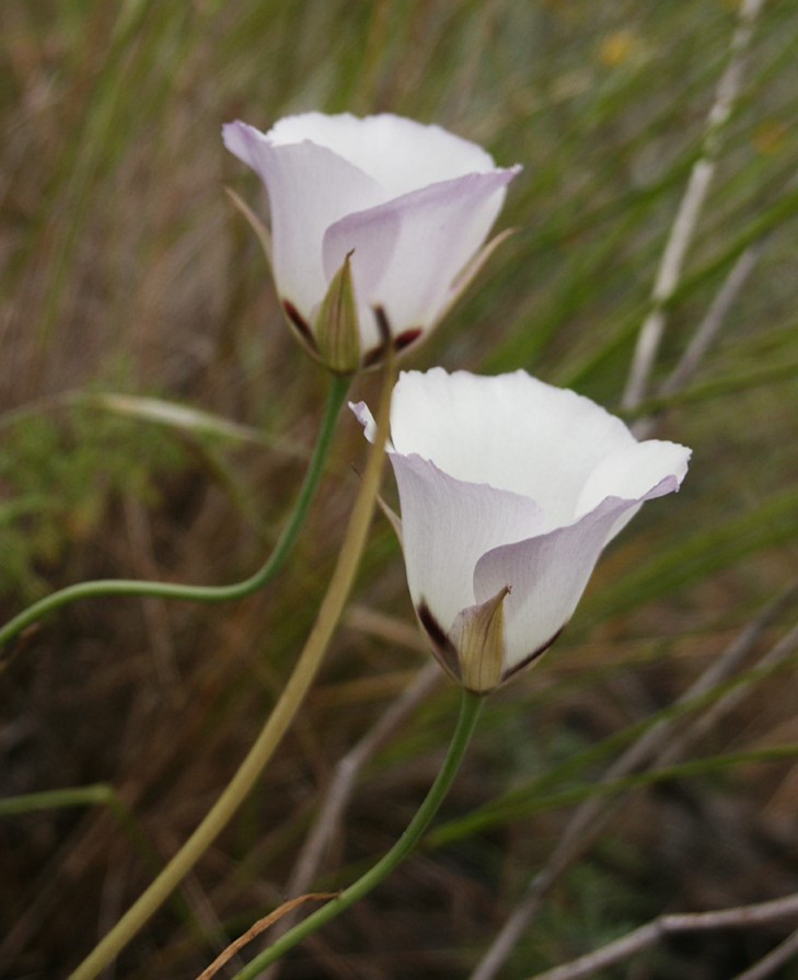 calochortus-catalinae-12may2006-3