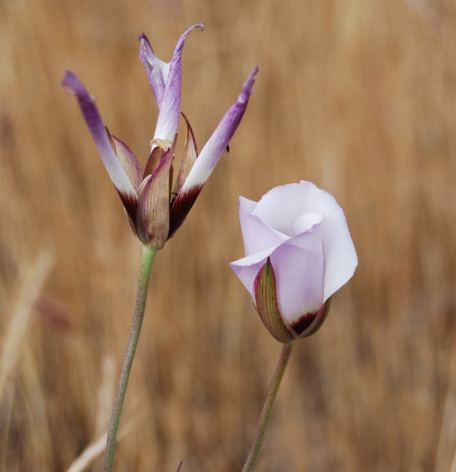 calochortus-catalinae-15apr2013-1