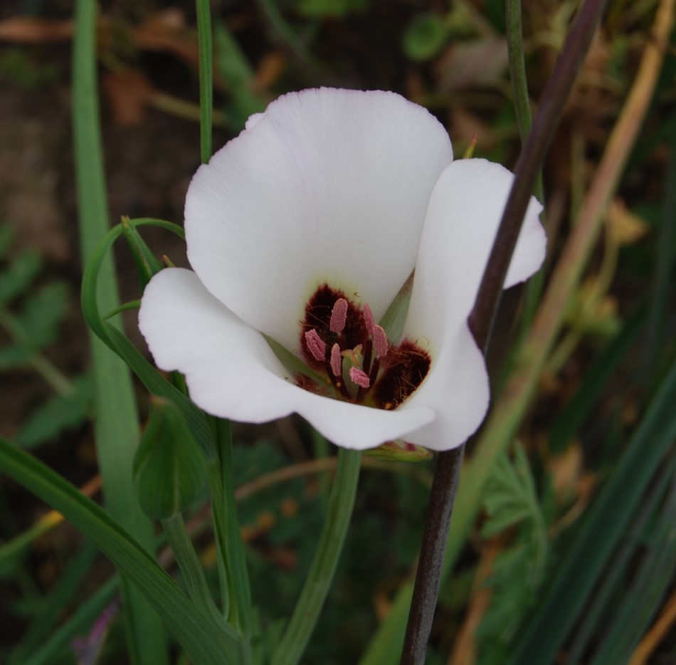 calochortus-catalinae-18feb2015-4