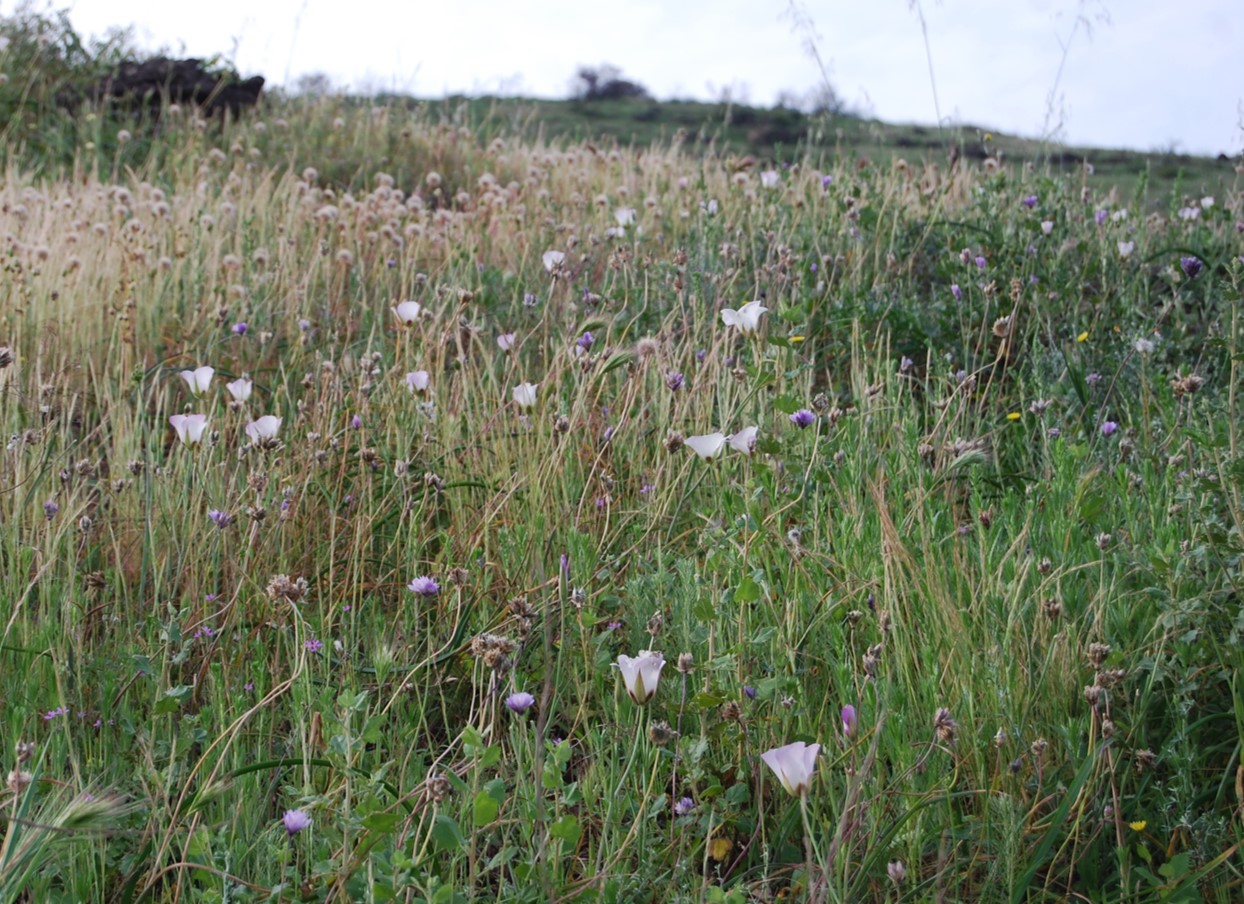 calochortus-catalinae-18nar2015-6