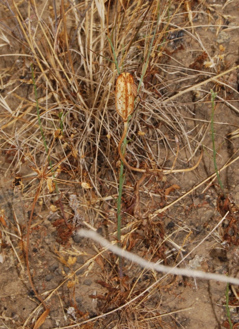 calochortus-catalinae-1june2015-1