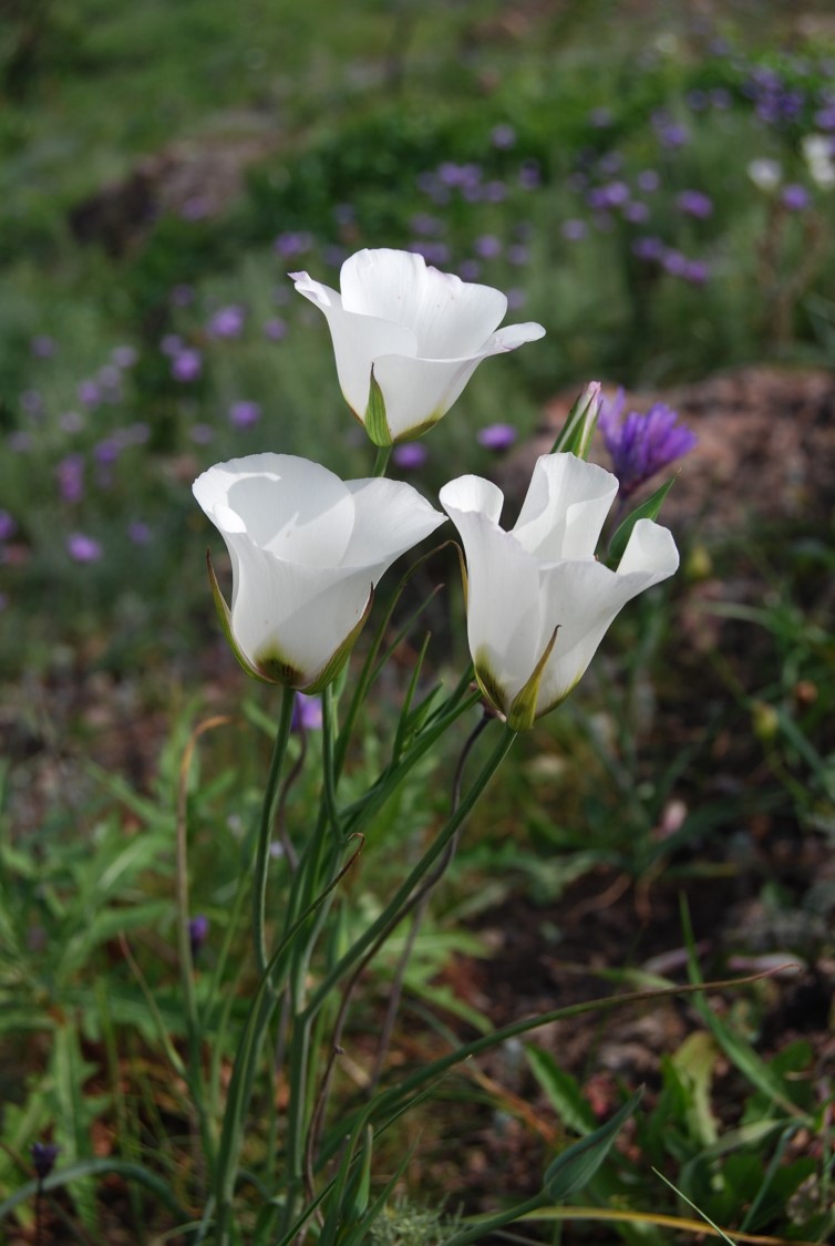 calochortus-catalinae-20feb2015-17