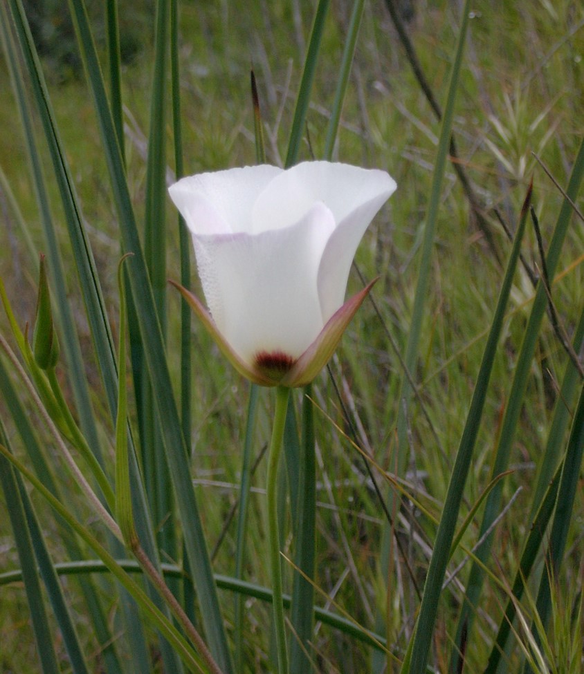 calochortus-catalinae-23feb2003-b