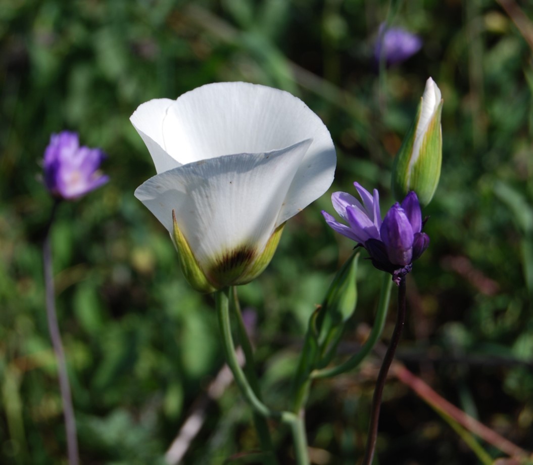calochortus-catalinae-25feb2015-8