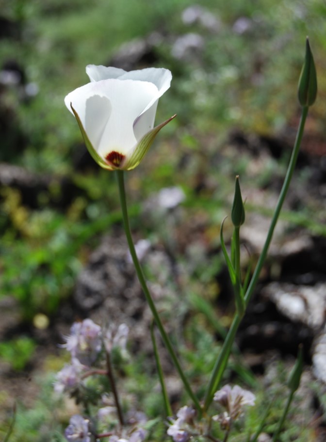 calochortus-catalinae-26apr2014-11