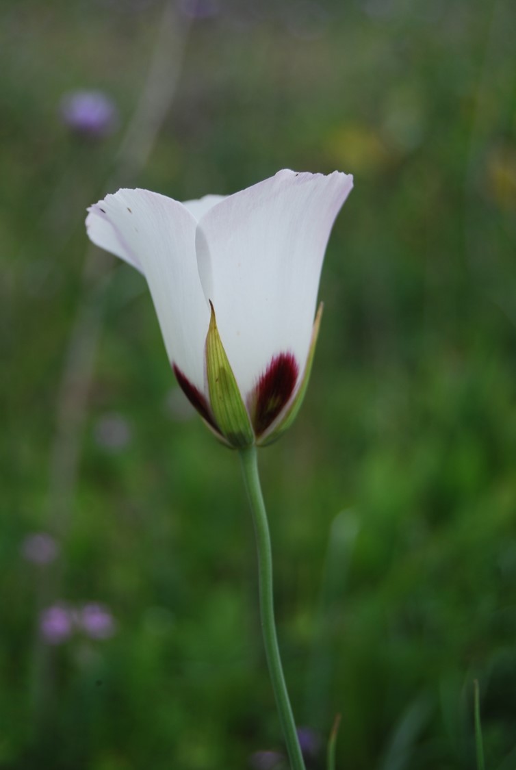 calochortus-catalinae-27feb2015-4