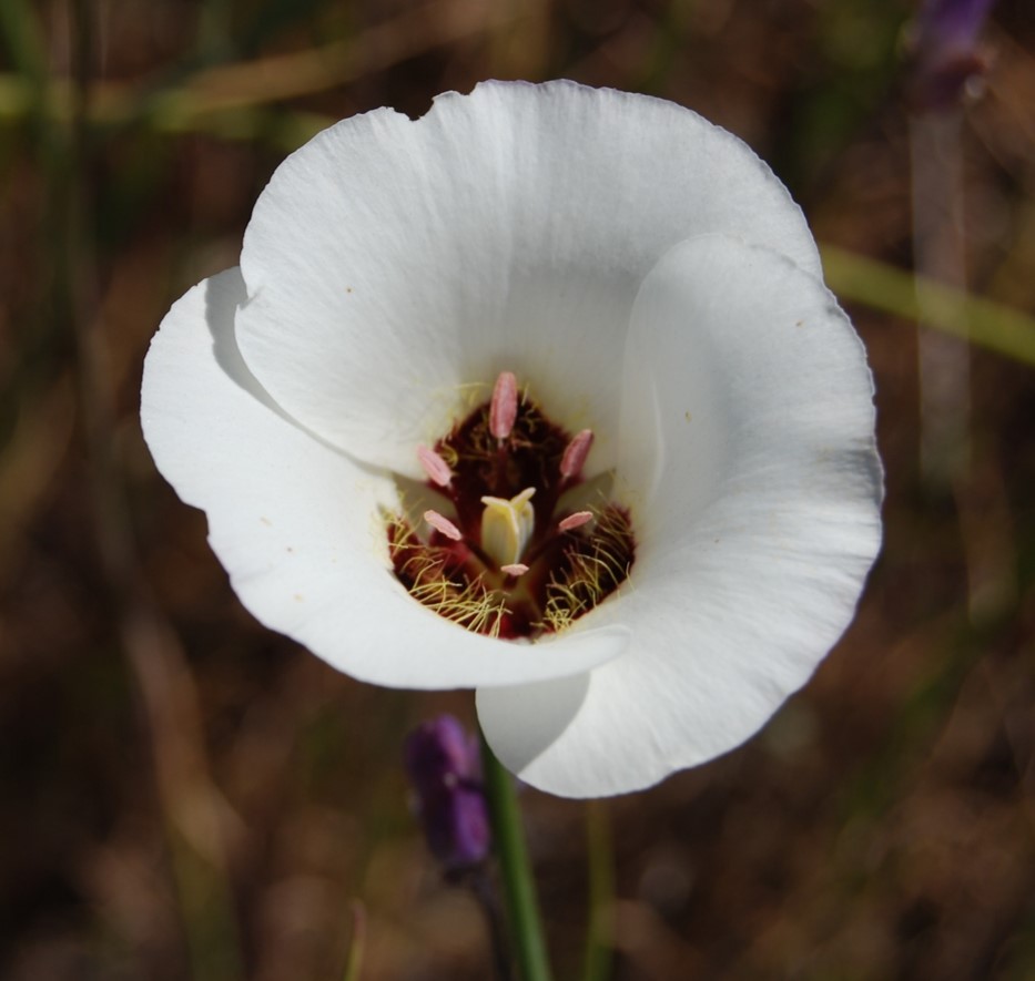 calochortus-catalinae-28mar2008-10