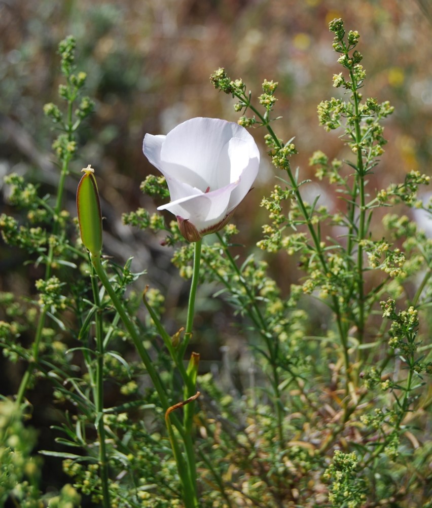 calochortus-catalinae-28mar2008-2
