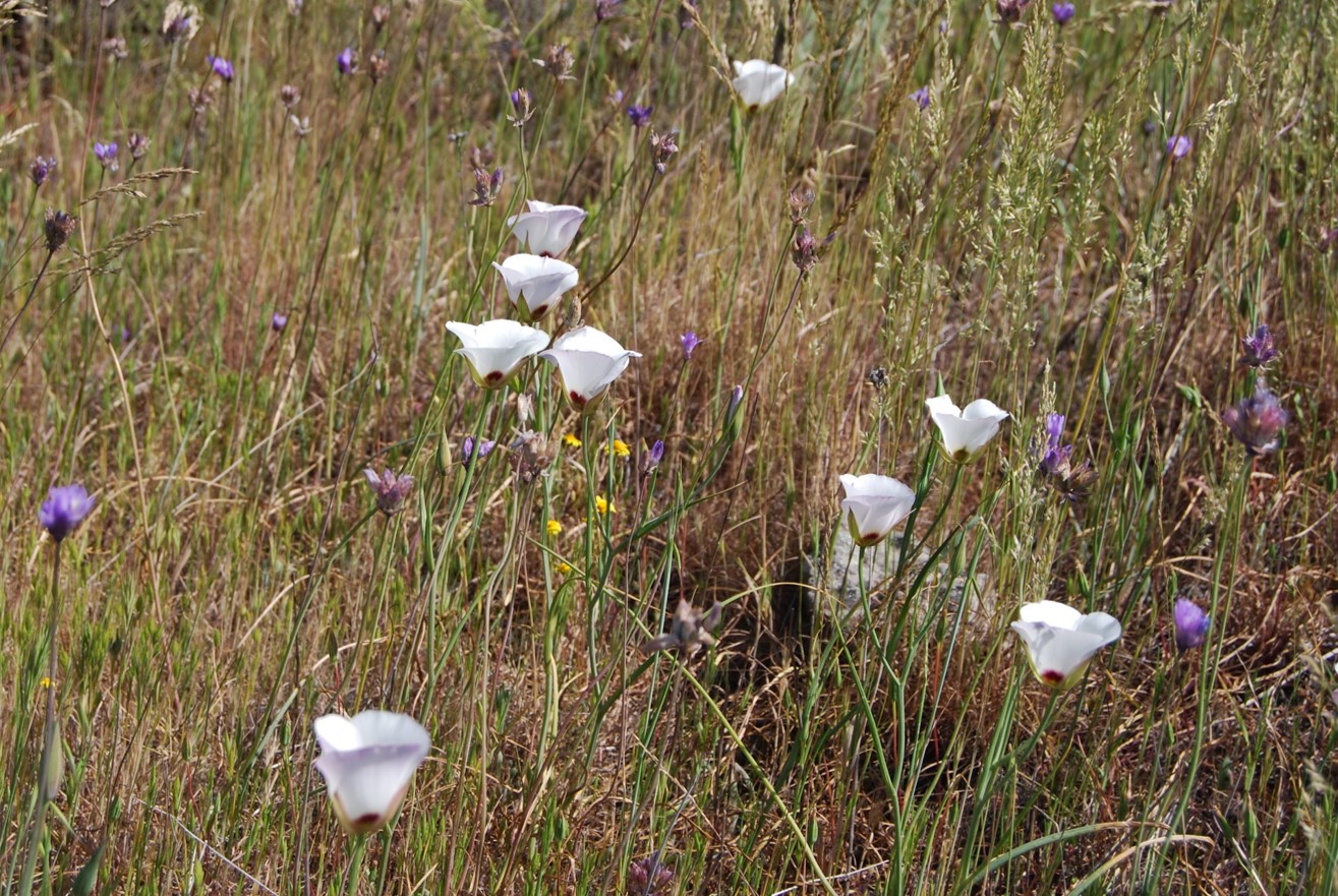 calochortus-catalinae-28mar2008-9