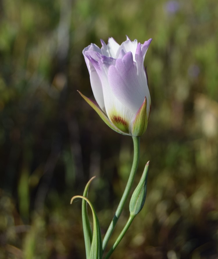 calochortus-catalinae-2apr2016-8