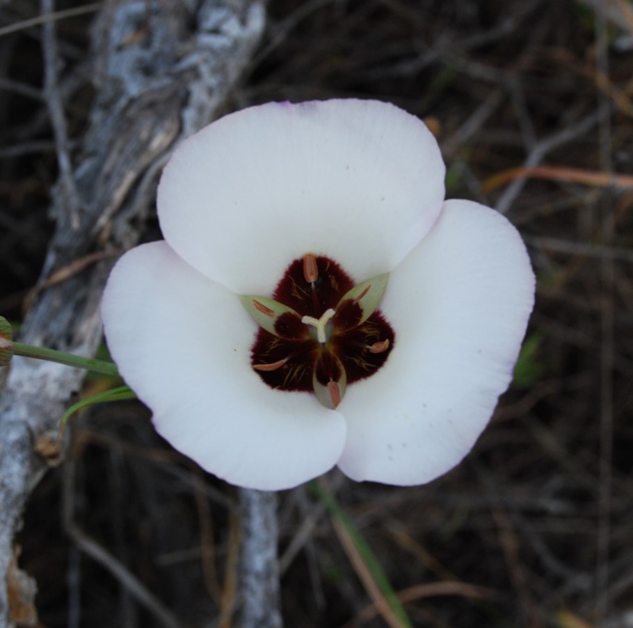 calochortus-catalinae-5mar2013-7