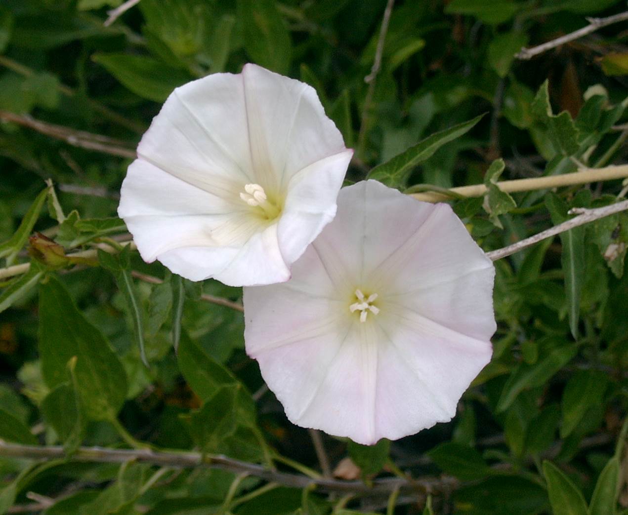 calystegua-nacristegua-23feb2003-a