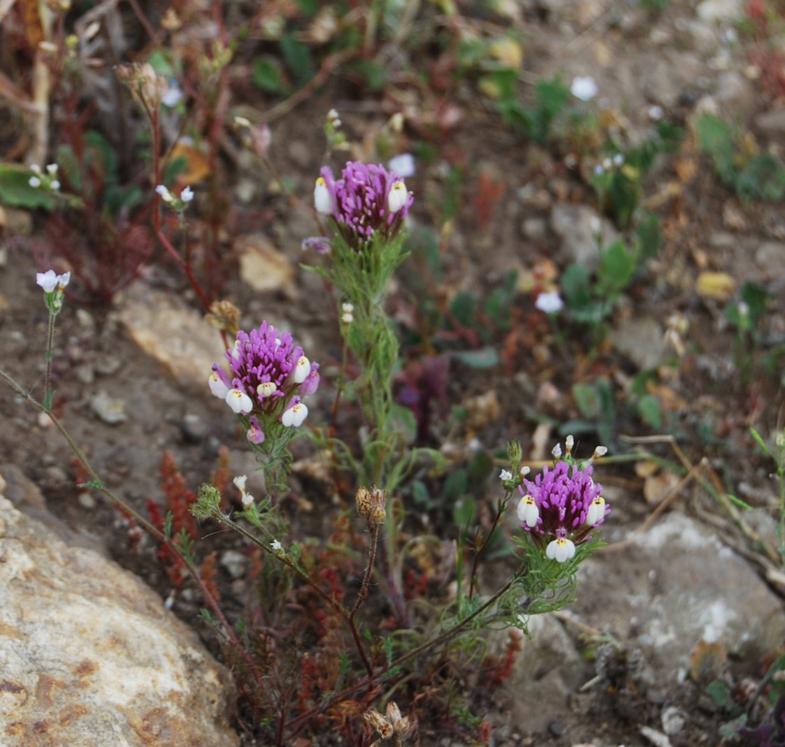 castilleja-exserta-18mar2015-2