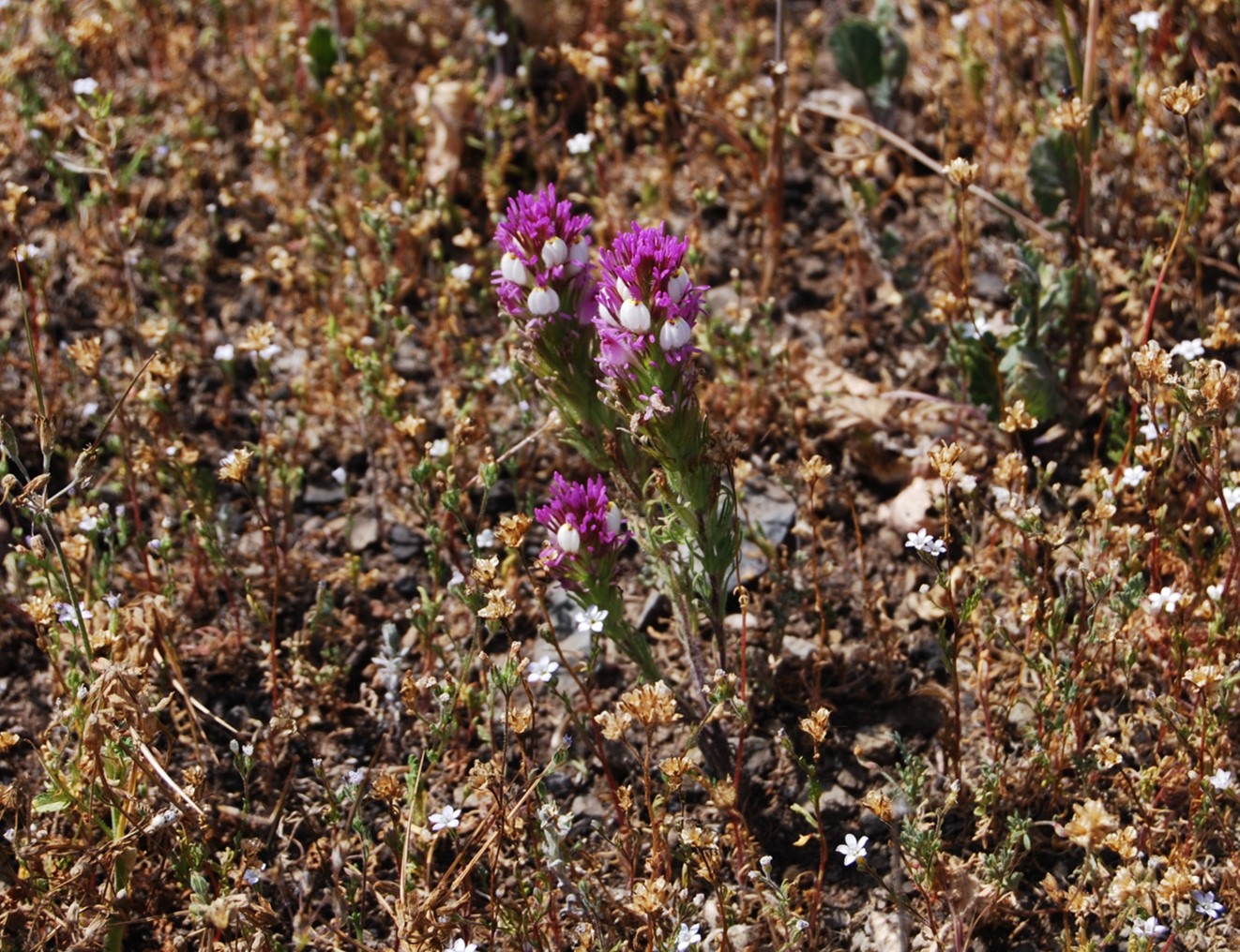 castilleja-exserta-20mar2015-1