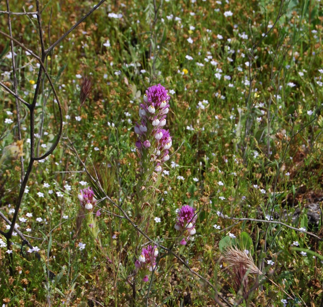 castilleja-exserta-20mar2015-7