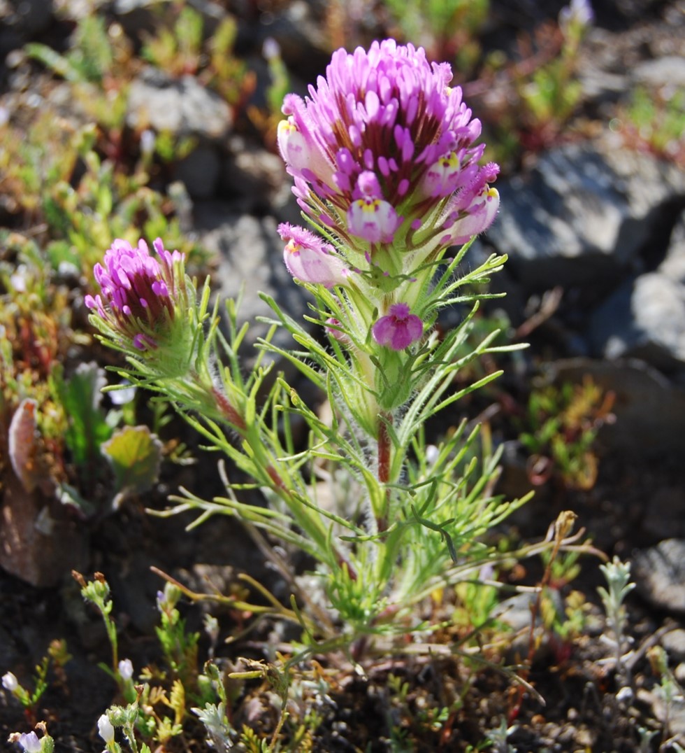 castilleja-exserta-23feb2015-1