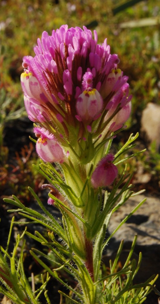 castilleja-exserta-23feb2015-14