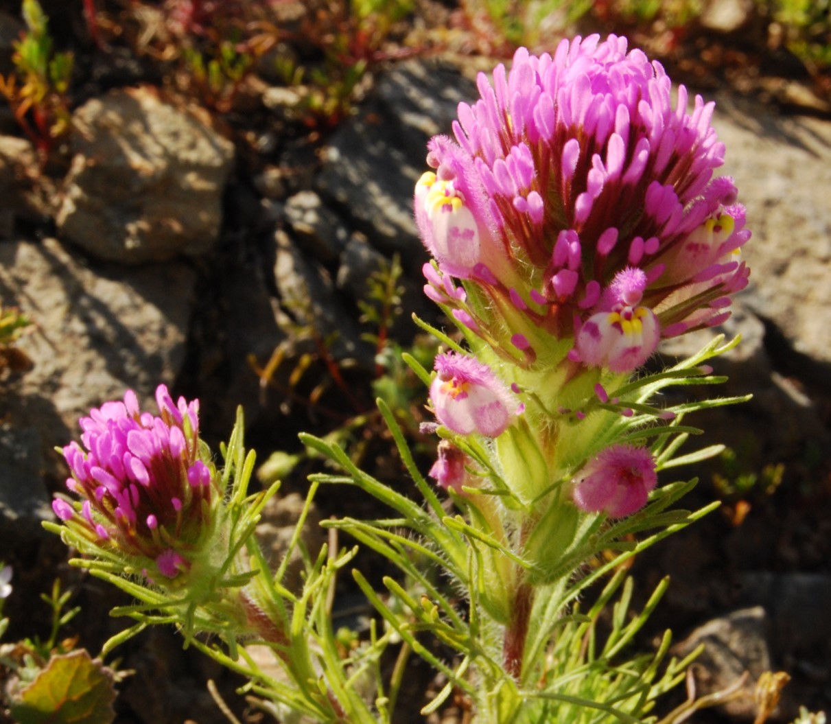 castilleja-exserta-23feb2015-21