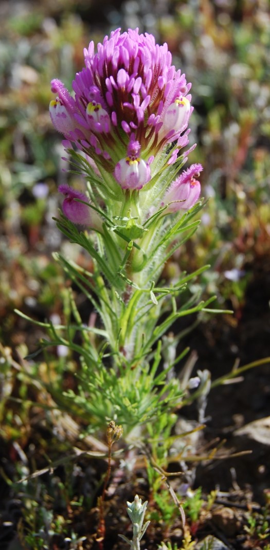 castilleja-exserta-23feb2015-30
