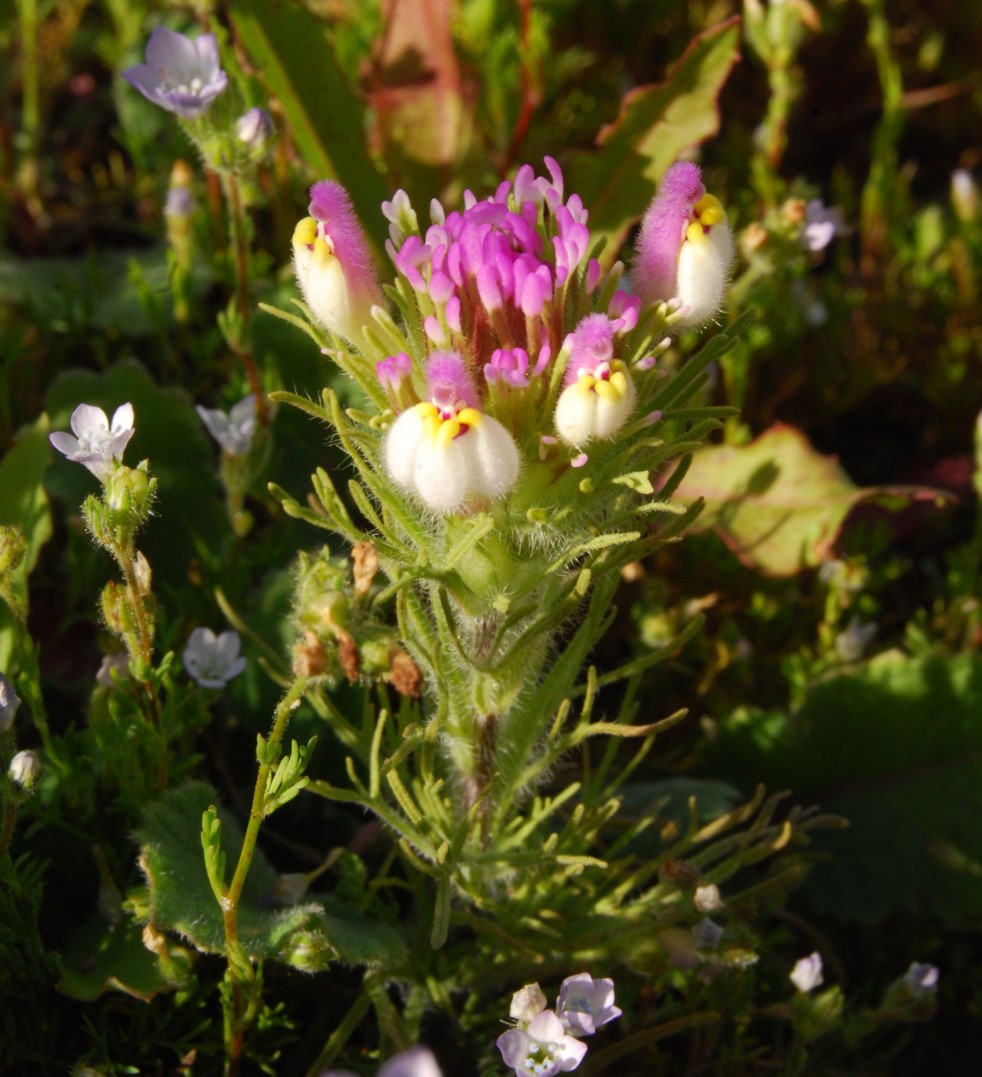 castilleja-exserta-23feb2015-43