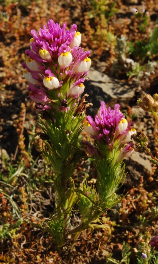 castilleja-exserta-23feb2015-45