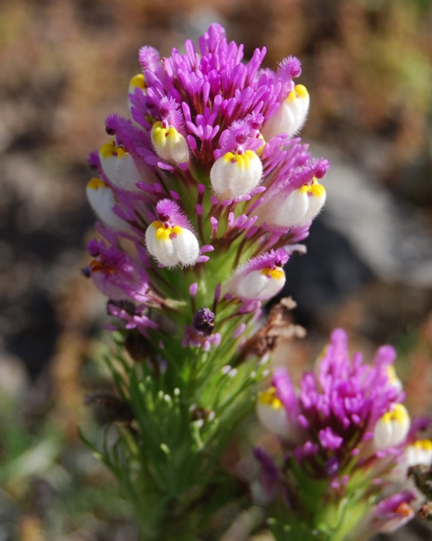castilleja-exserta-23feb2015-52
