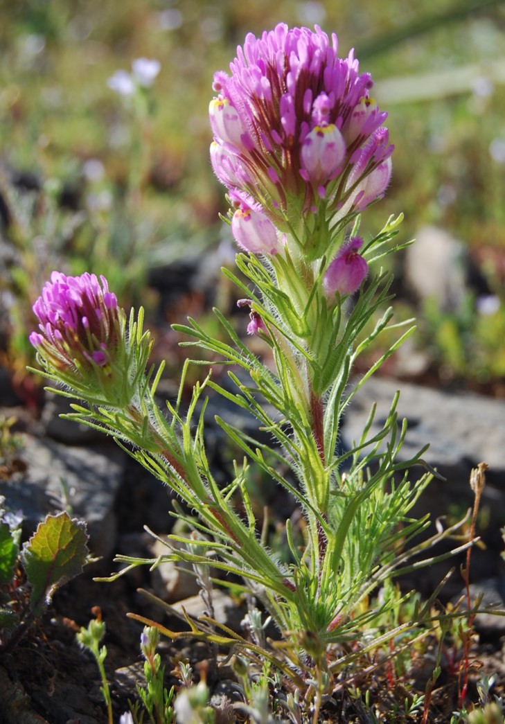 castilleja-exserta-23feb2015-99