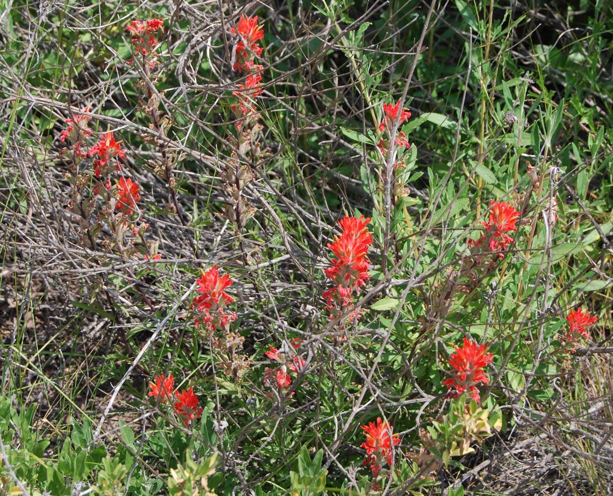 castilleja-foliolosa-19apr2008-1 castilleja-foliolosa-19apr2008-1