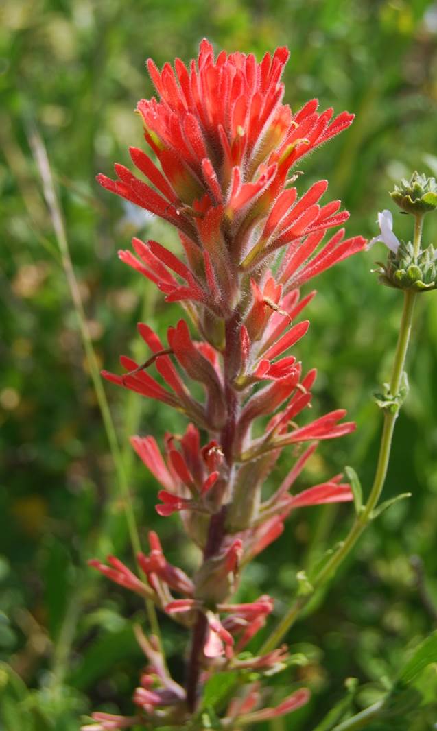 castilleja-foliolosa-19apr2008-4 castilleja-foliolosa-19apr2008-4