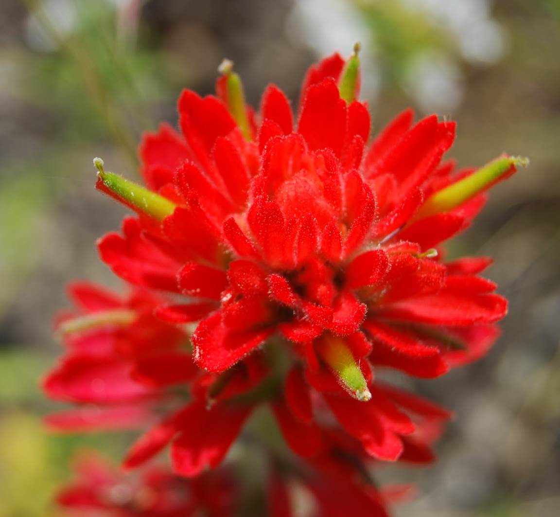 castilleja-foliolosa-19apr2008-9 castilleja-foliolosa-19apr2008-9